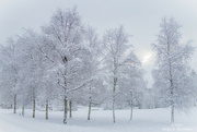 16th Dec 2022 - Birches with snow