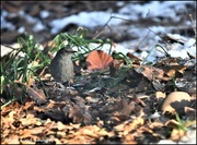 16th Dec 2022 - Little dunnock