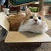 Ginger in a box by katriak