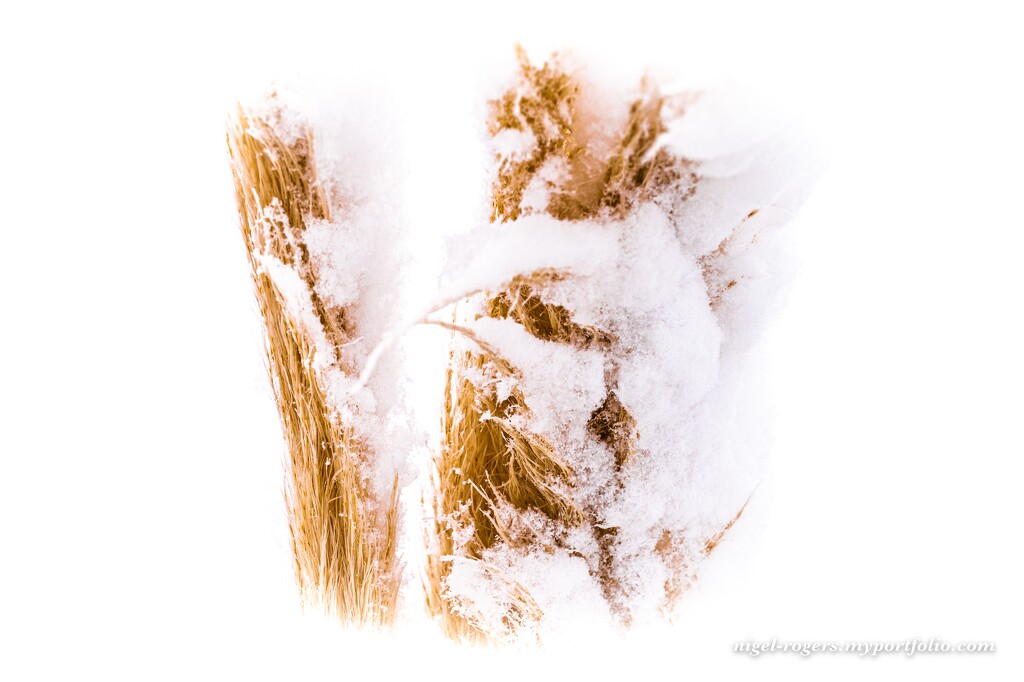 Pampas Grass in the snow by nigelrogers