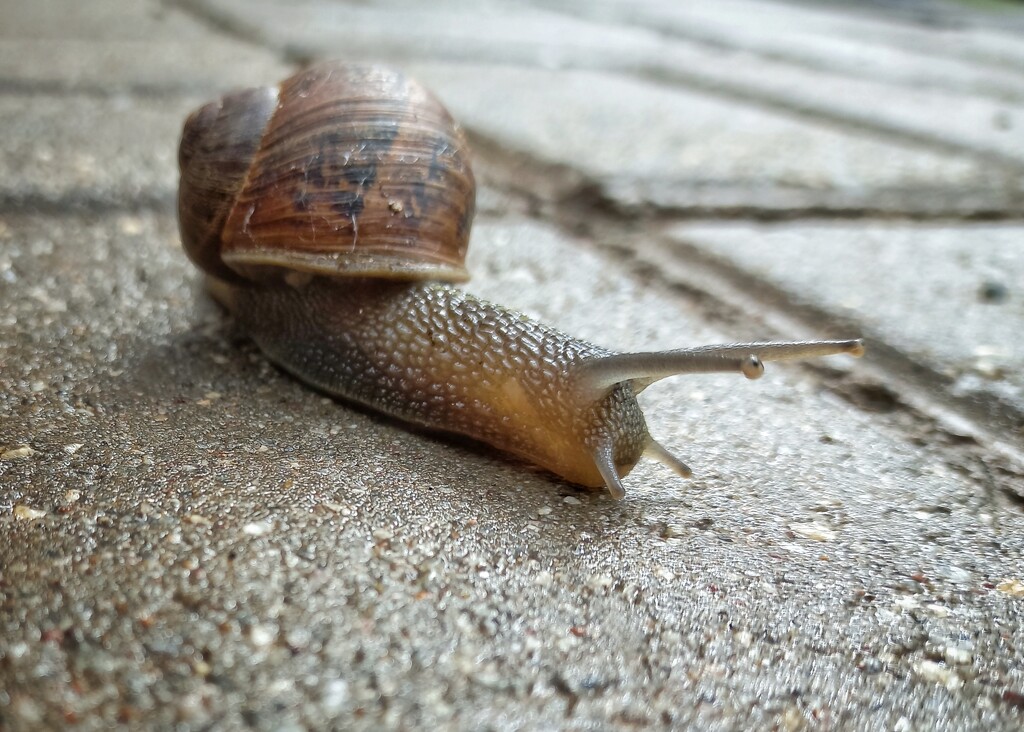 Snail  by salza