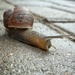 Snail  by salza
