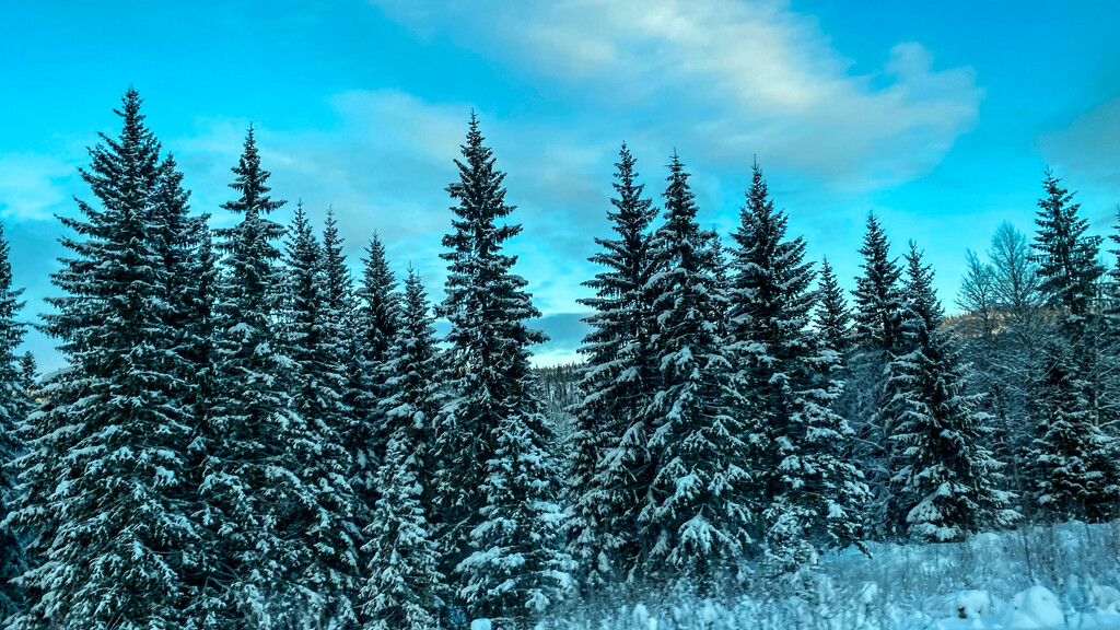 Winter wonderland by elisasaeter