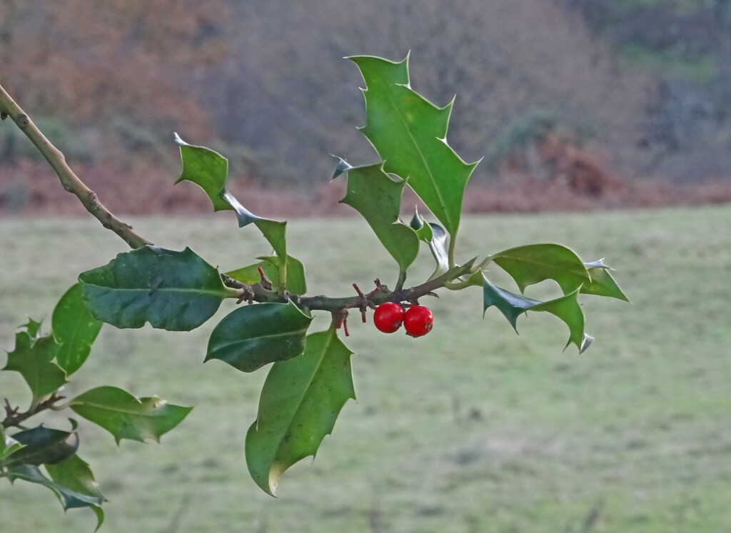 A lack of berries this year...  by marianj