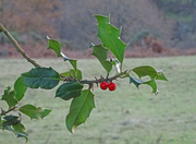 6th Dec 2022 - A lack of berries this year... 