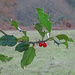 A lack of berries this year...  by marianj