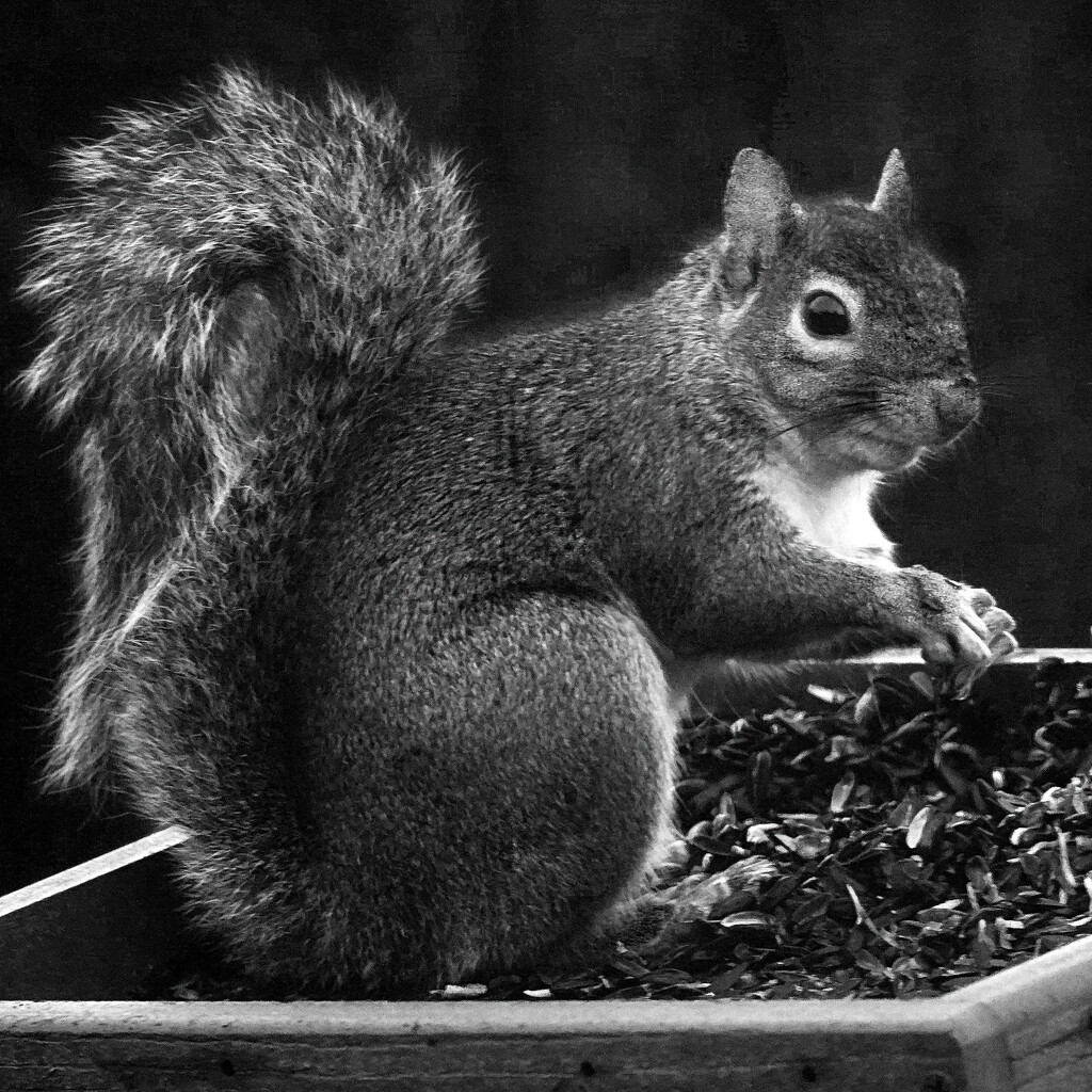 First Squirrel to the Feeder by milaniet