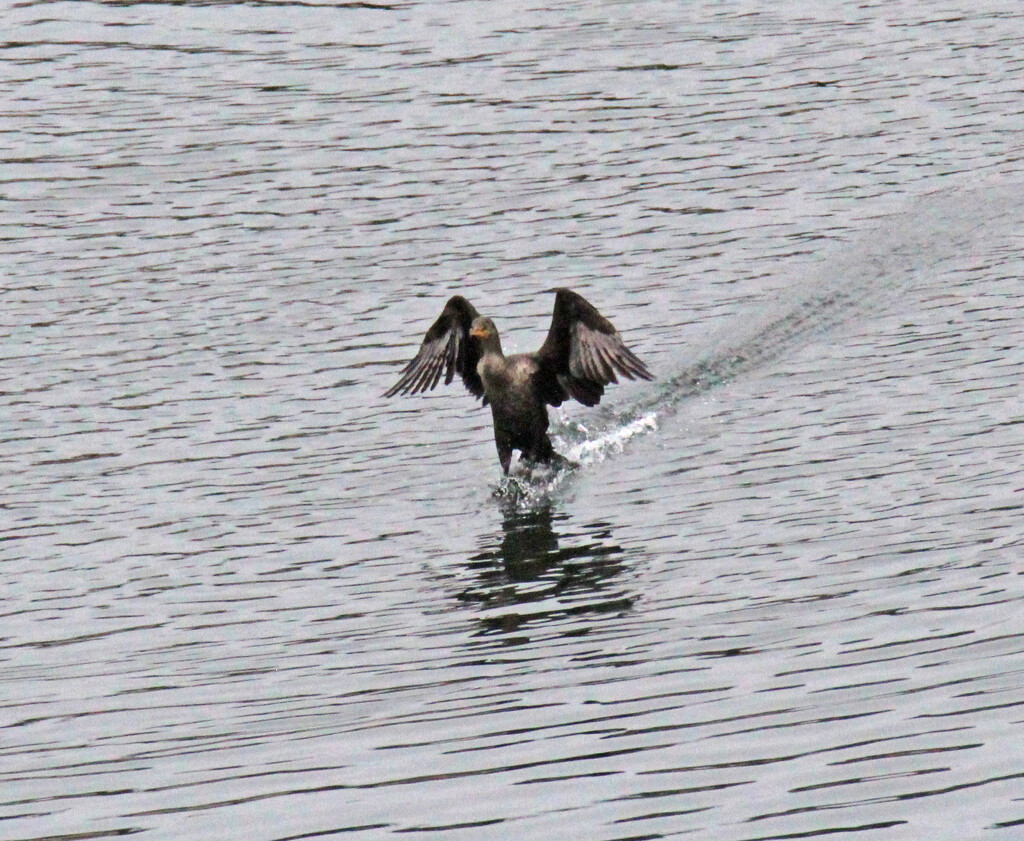 Dec 10 Cormorant Running On Water IMG_9081AA by georgegailmcdowellcom