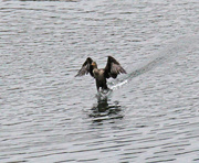 10th Dec 2022 - Dec 10 Cormorant Running On Water IMG_9081AA