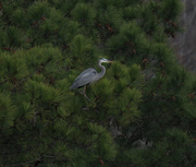 11th Dec 2022 - Dec 11 Blue Heron In Pines IMG_9216