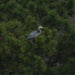 Dec 11 Blue Heron In Pines IMG_9216 by georgegailmcdowellcom