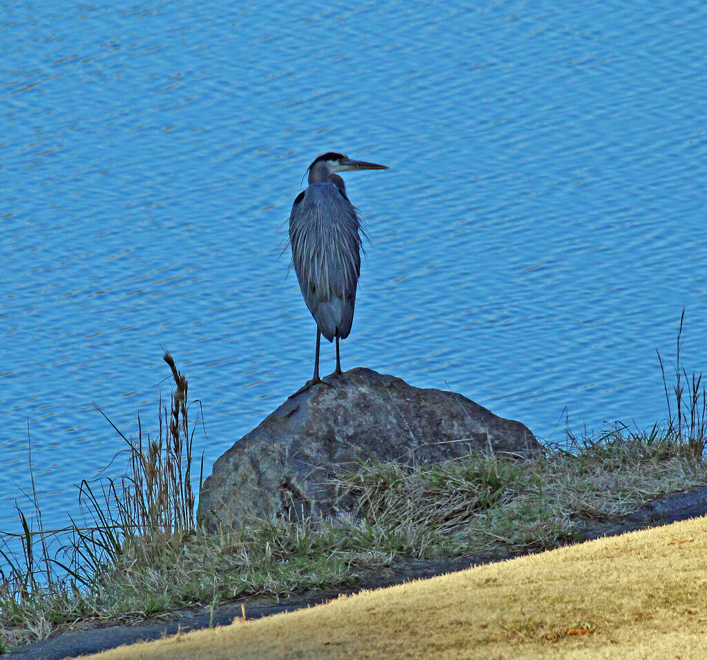 Dec 12 Blue Heron On rock Looking Right IMG_9240A by georgegailmcdowellcom