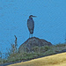 Dec 12 Blue Heron On rock Looking Right IMG_9240A by georgegailmcdowellcom