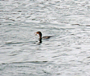 13th Dec 2022 - Dec 13 Cormorant Catches Fish IMG_9262A