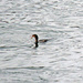 Dec 13 Cormorant Catches Fish IMG_9262A by georgegailmcdowellcom