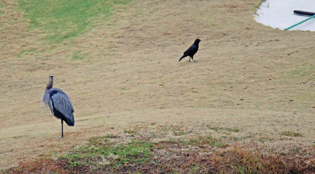 Dec 15 Blue Heron On One Leg Watching Crow IMG_9303 by georgegailmcdowellcom