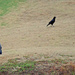 Dec 15 Blue Heron On One Leg Watching Crow IMG_9303 by georgegailmcdowellcom