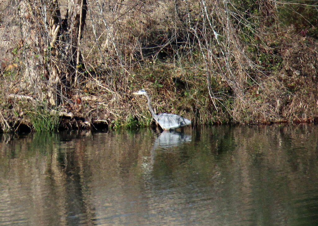 Dec 16 Blue Heron Across Big Pond IMG_9316 by georgegailmcdowellcom