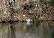 16th Dec 2022 - Dec 16 Blue Heron Across Big Pond IMG_9316