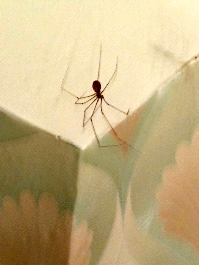  Daddy long leg escaping the cold  by bruni