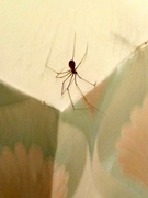 16th Dec 2022 -  Daddy long leg escaping the cold 