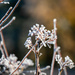 More Frost by carole_sandford