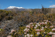 19th Oct 2022 - Mt Ruapehu in the background - walking to Tama lake