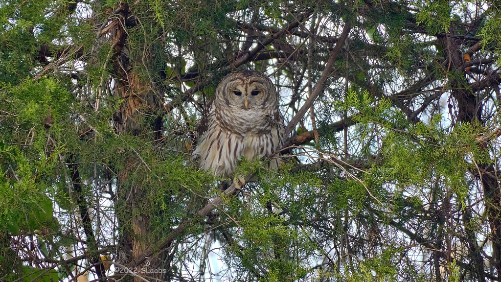 349-365 Barred Owl by slaabs
