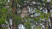 16th Dec 2022 - 349-365 Barred Owl