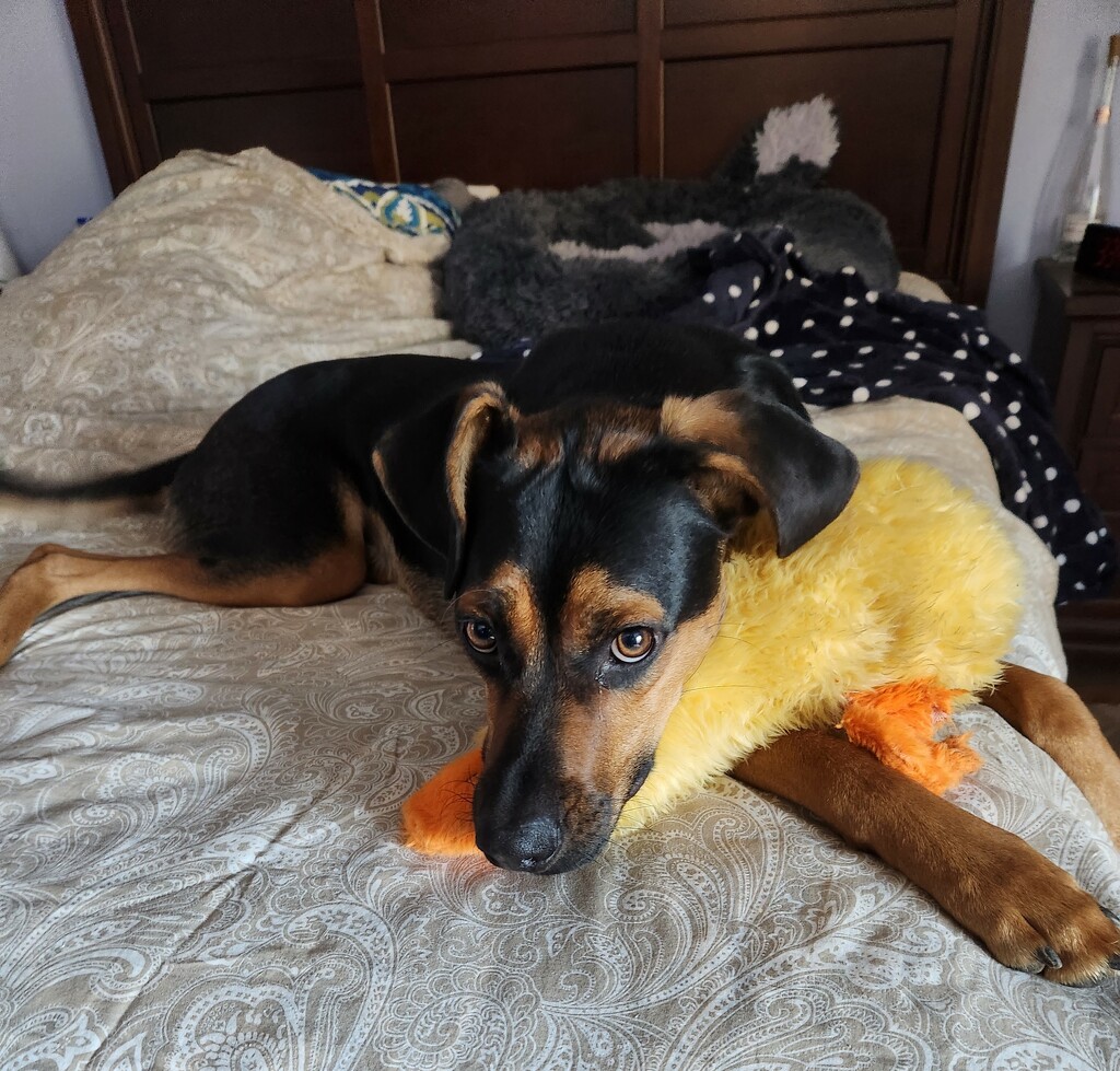 Max & his New Duckie by mariaostrowski
