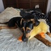 Max & his New Duckie by mariaostrowski