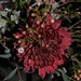Chrysanthemum by sandlily