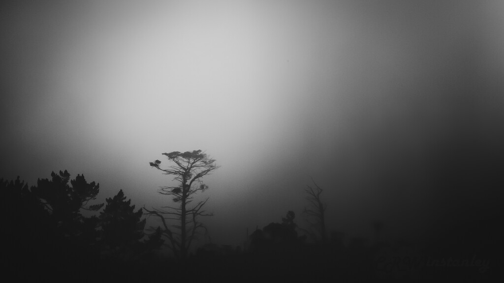 Misty Rain by kipper1951