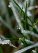 16th Dec 2022 - Tiny frozen dew drop in the grass...