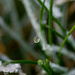 Tiny frozen dew drop in the grass... by epcello