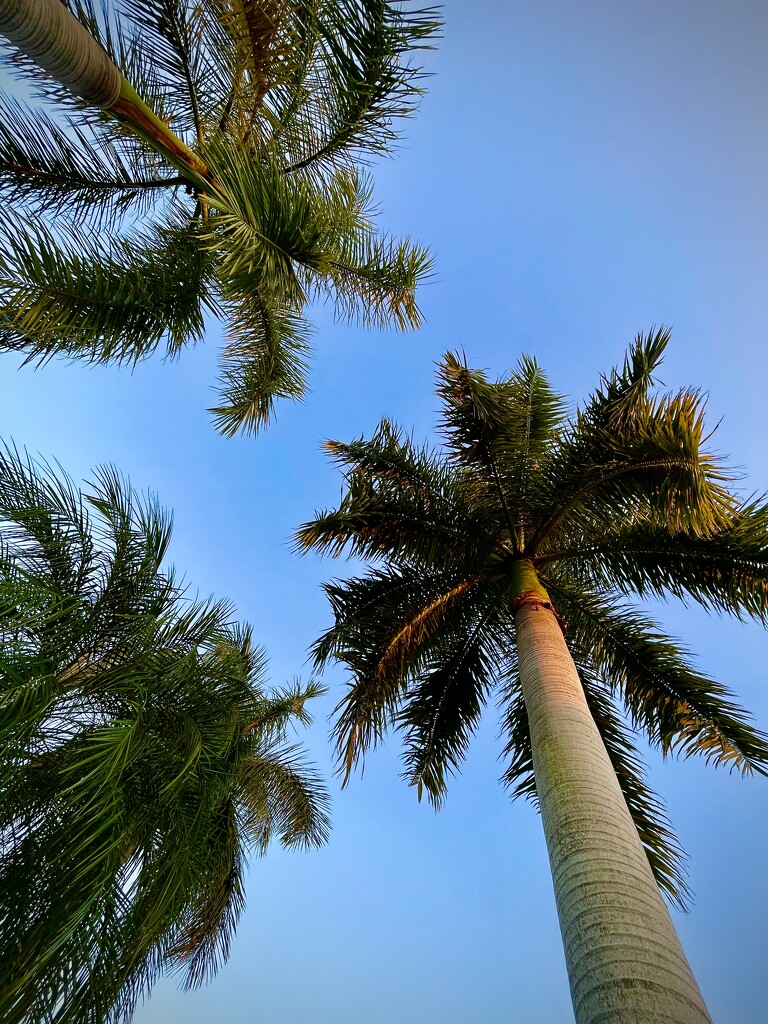 Palms by kvphoto