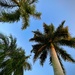 Palms by kvphoto