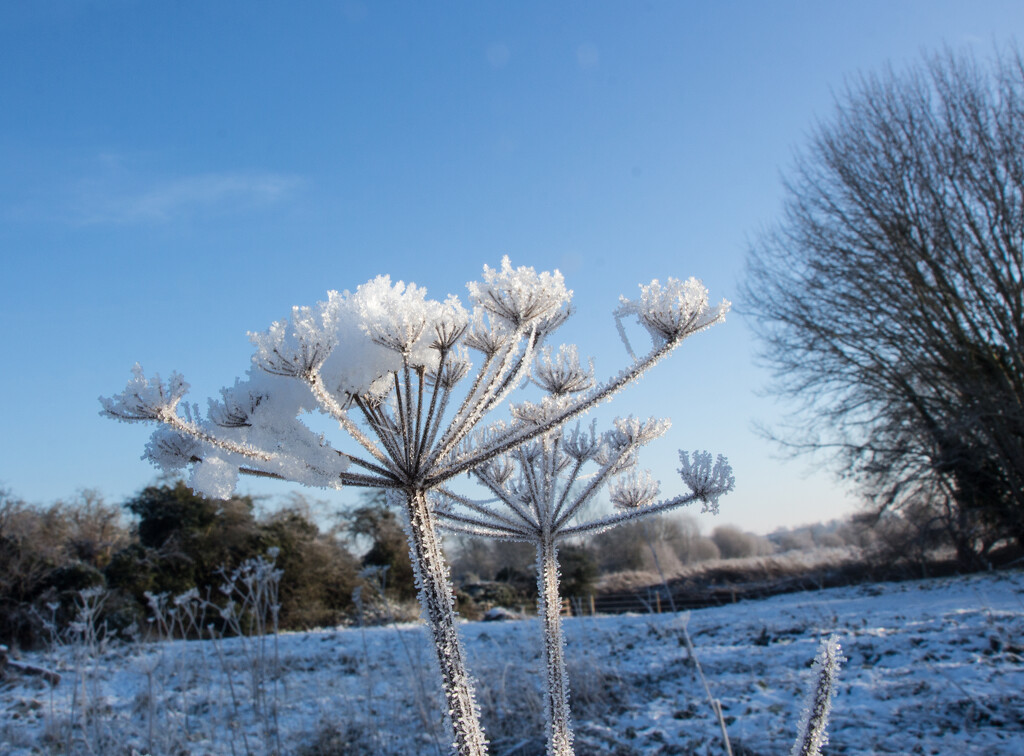 Seedheads in winter by busylady