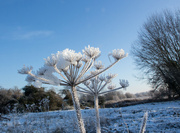 17th Dec 2022 - Seedheads in winter