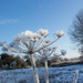 Seedheads in winter by busylady