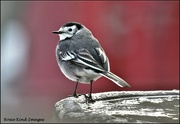 17th Dec 2022 - Even the wagtail stopped by for a drink