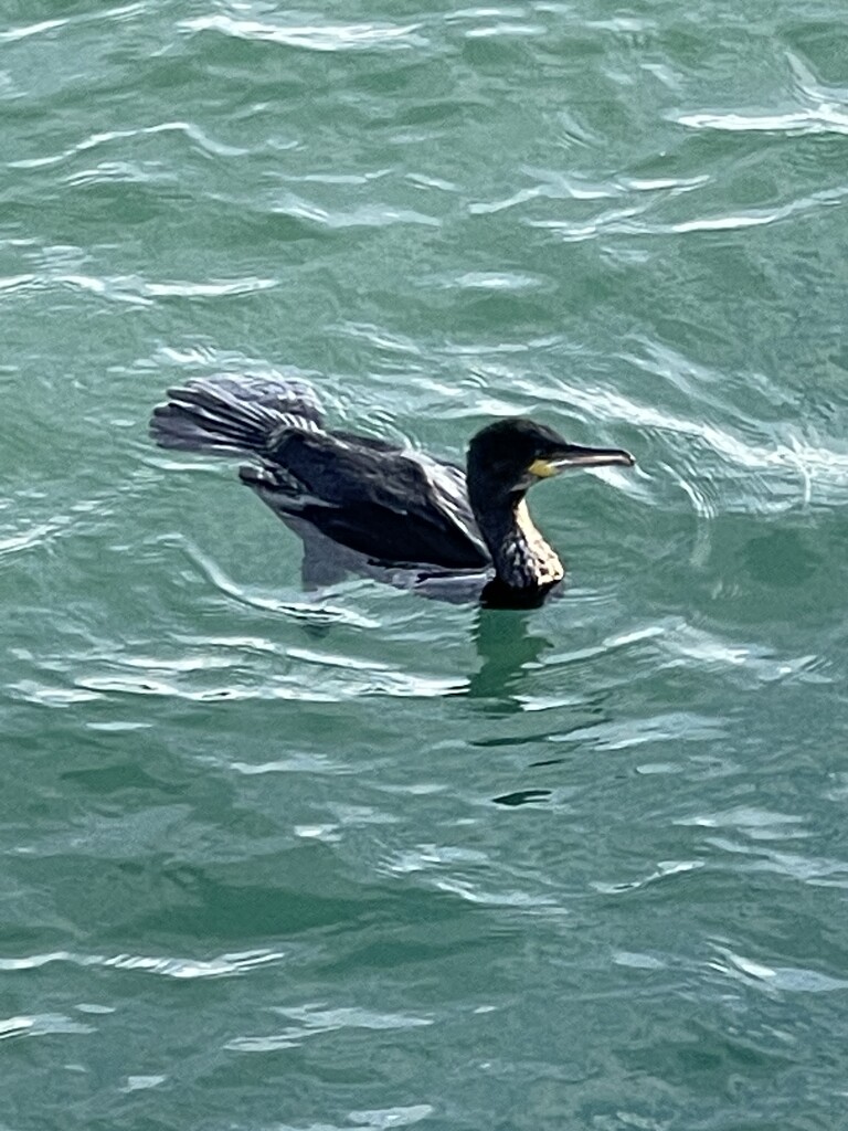 This Cormorant by bill_gk