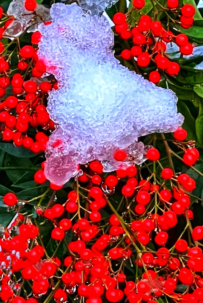 Xmas Tree on Ice  by rensala