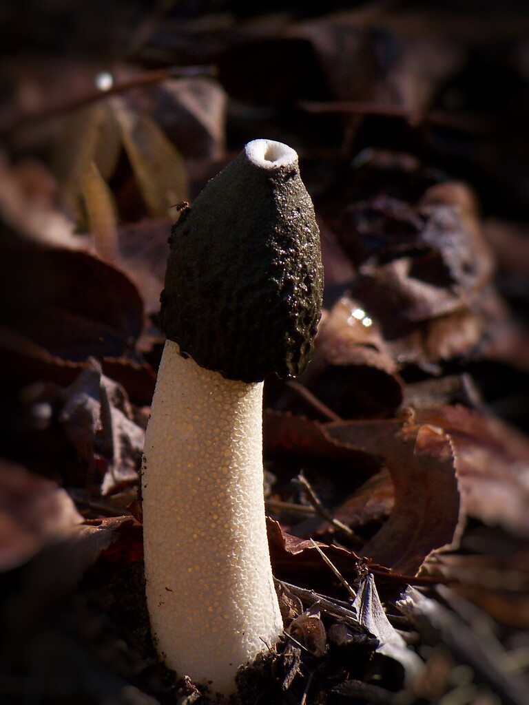 Stinkhorn 2... by marlboromaam