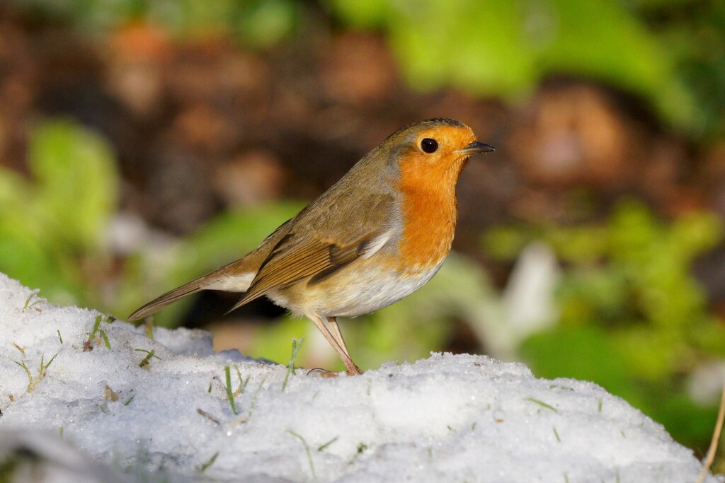 WINTER ROBIN  by markp