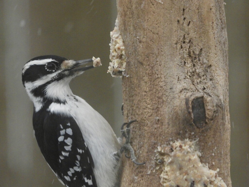 Mrs. Hairy Woodpecker by amyk
