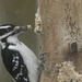 Mrs. Hairy Woodpecker by amyk