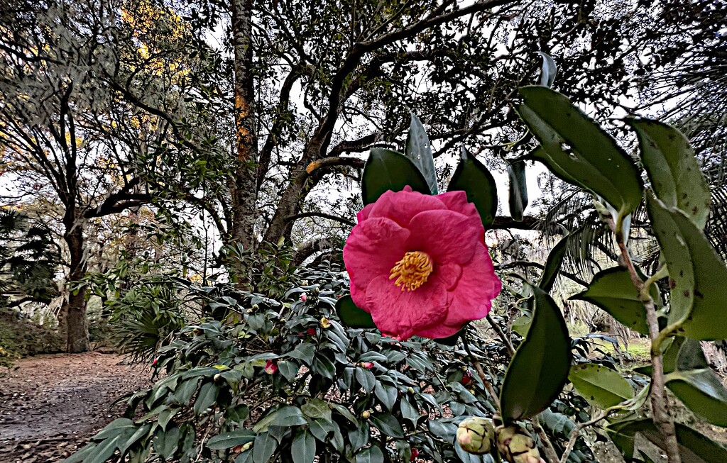 Camellia Japonica by congaree