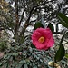 Camellia Japonica by congaree