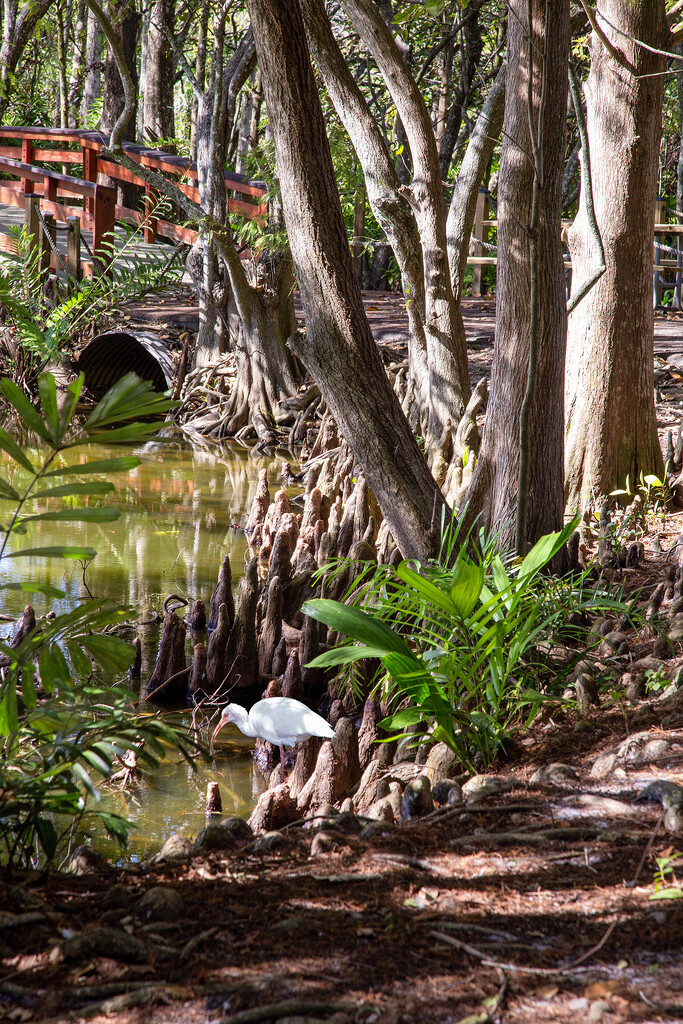 Swamp Cypress Tree Knees by pdulis